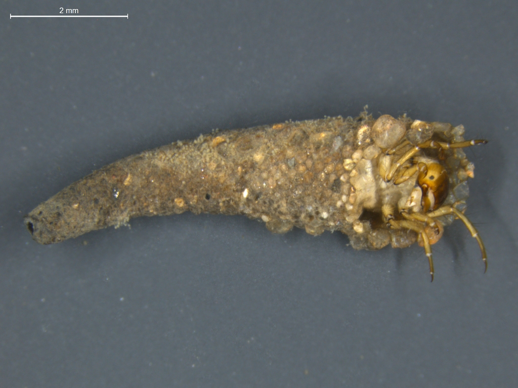 Ceraclea annulicornis